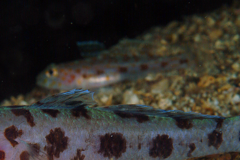 Thorogobius ephippiatus